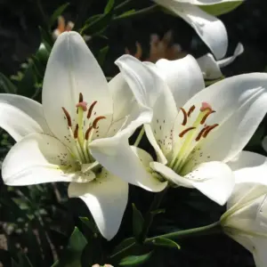 Arreglo Floral con Lilium: Cómo Crear Elegantes Composiciones Florales